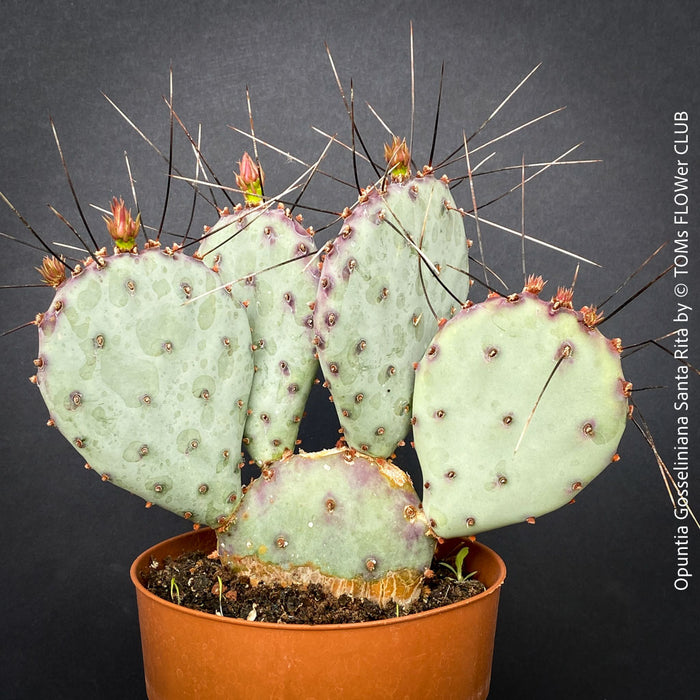 Opuntia Gosseliniana Santa Rita, organically grown hardy succulent plants and cactus for sale at TOMs FLOWer CLUB.