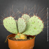 Opuntia Gosseliniana Santa Rita, organically grown hardy succulent plants and cactus for sale at TOMs FLOWer CLUB.