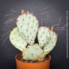 Opuntia Gosseliniana Santa Rita, organically grown hardy succulent plants and cactus for sale at TOMs FLOWer CLUB.
