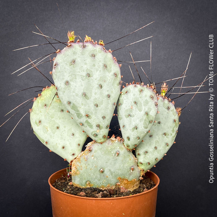 Opuntia Gosseliniana Santa Rita, organically grown hardy succulent plants and cactus for sale at TOMs FLOWer CLUB.