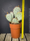 Opuntia Gosseliniana Santa Rita, organically grown hardy succulent plants and cactus for sale at TOMs FLOWer CLUB.
