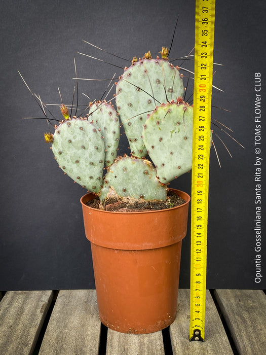 Opuntia Gosseliniana Santa Rita, organically grown hardy succulent plants and cactus for sale at TOMs FLOWer CLUB.
