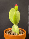 Opuntia Inamoena - Tacinga Inamoena, red flowering, organically grown succulent plants and cactus for sale at TOMs FLOWer CLUB.