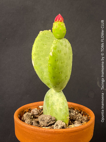 Opuntia Inamoena - Tacinga Inamoena, red flowering, organically grown succulent plants and cactus for sale at TOMs FLOWer CLUB.