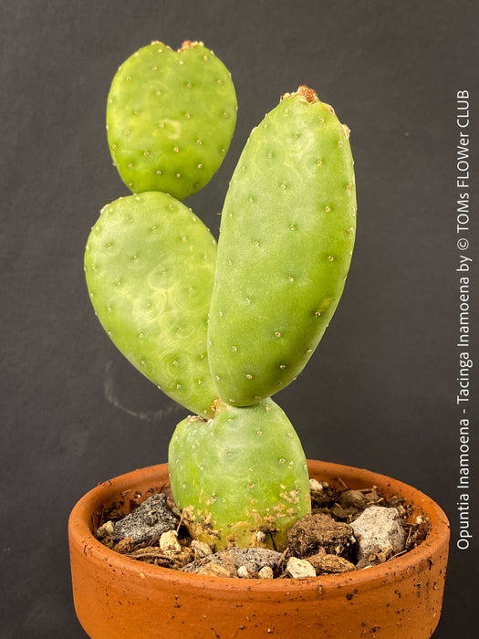 Opuntia Inamoena - Tacinga Inamoena, red flowering, organically grown succulent plants and cactus for sale at TOMs FLOWer CLUB.