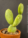 Opuntia Inamoena - Tacinga Inamoena, red flowering, organically grown succulent plants and cactus for sale at TOMs FLOWer CLUB.