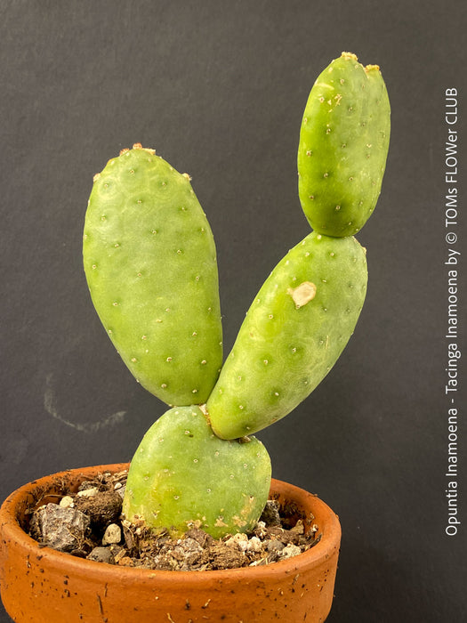 Opuntia Inamoena - Tacinga Inamoena, red flowering, organically grown succulent plants and cactus for sale at TOMs FLOWer CLUB.