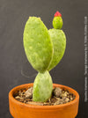 Opuntia Inamoena - Tacinga Inamoena, red flowering, organically grown succulent plants and cactus for sale at TOMs FLOWer CLUB.