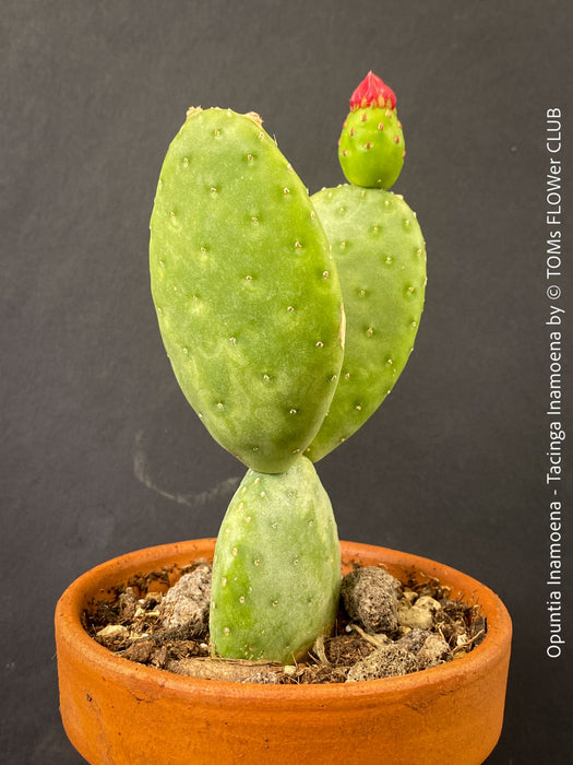 Opuntia Inamoena - Tacinga Inamoena, red flowering, organically grown succulent plants and cactus for sale at TOMs FLOWer CLUB.
