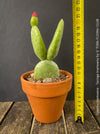 Opuntia Inamoena - Tacinga Inamoena, red flowering, organically grown succulent plants and cactus for sale at TOMs FLOWer CLUB.
