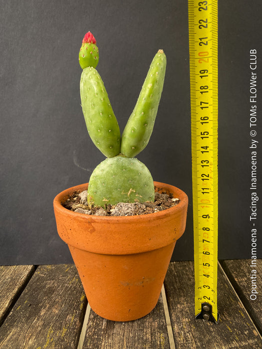 Opuntia Inamoena - Tacinga Inamoena, red flowering, organically grown succulent plants and cactus for sale at TOMs FLOWer CLUB.