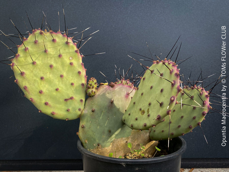 Winter hardy Opuntia Macrocentra, Black-Spined Prickly Pear, Purple Prickly Pear, organically grown succulent plants for sale at TOMs FLOWer CLUB.