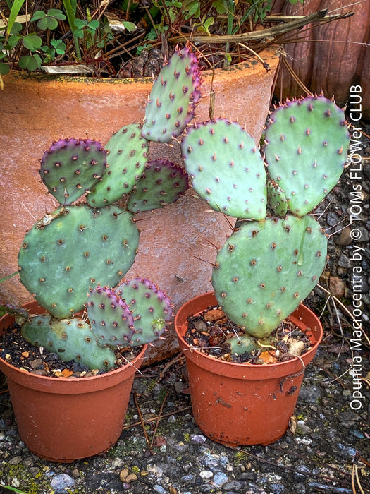 Winter hardy Opuntia Macrocentra, Black-Spined Prickly Pear, Purple Prickly Pear, organically grown succulent plants for sale at TOMs FLOWer CLUB.