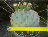 Winter hardy Opuntia Macrocentra, Black-Spined Prickly Pear, Purple Prickly Pear, organically grown succulent plants for sale at TOMs FLOWer CLUB.