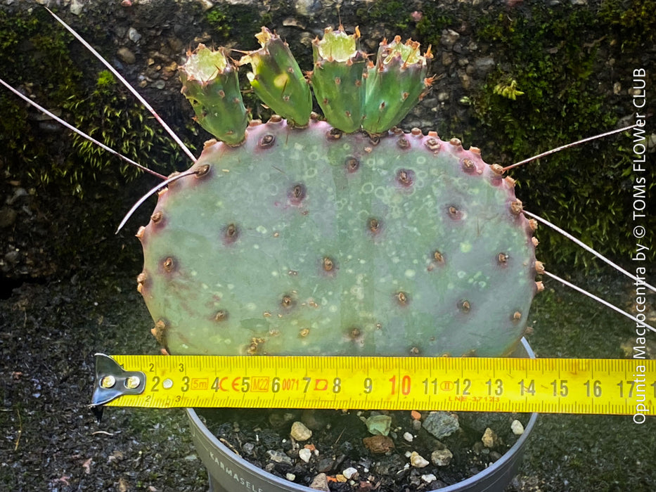 Winter hardy Opuntia Macrocentra, Black-Spined Prickly Pear, Purple Prickly Pear, organically grown succulent plants for sale at TOMs FLOWer CLUB.