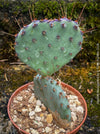 Winter hardy Opuntia Macrocentra, Black-Spined Prickly Pear, Purple Prickly Pear, organically grown succulent plants for sale at TOMs FLOWer CLUB.