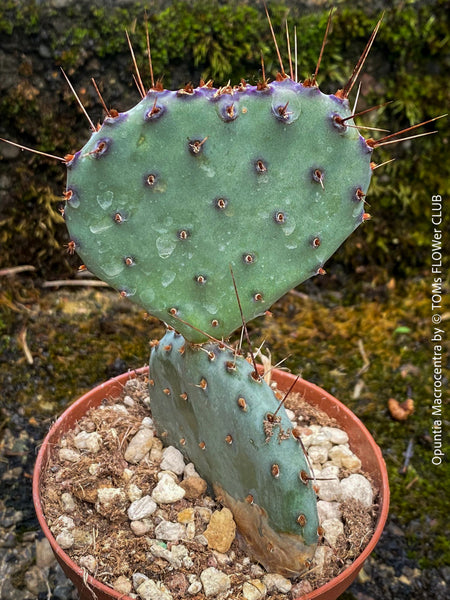 Winter hardy Opuntia Macrocentra, Black-Spined Prickly Pear, Purple Prickly Pear, organically grown succulent plants for sale at TOMs FLOWer CLUB.