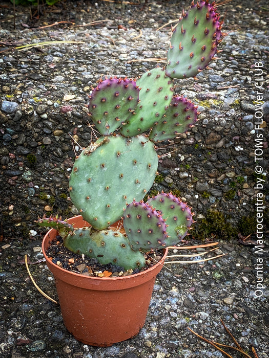Winter hardy Opuntia Macrocentra, Black-Spined Prickly Pear, Purple Prickly Pear, organically grown succulent plants for sale at TOMs FLOWer CLUB.