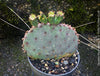 Winter hardy Opuntia Macrocentra, Black-Spined Prickly Pear, Purple Prickly Pear, organically grown succulent plants for sale at TOMs FLOWer CLUB.
