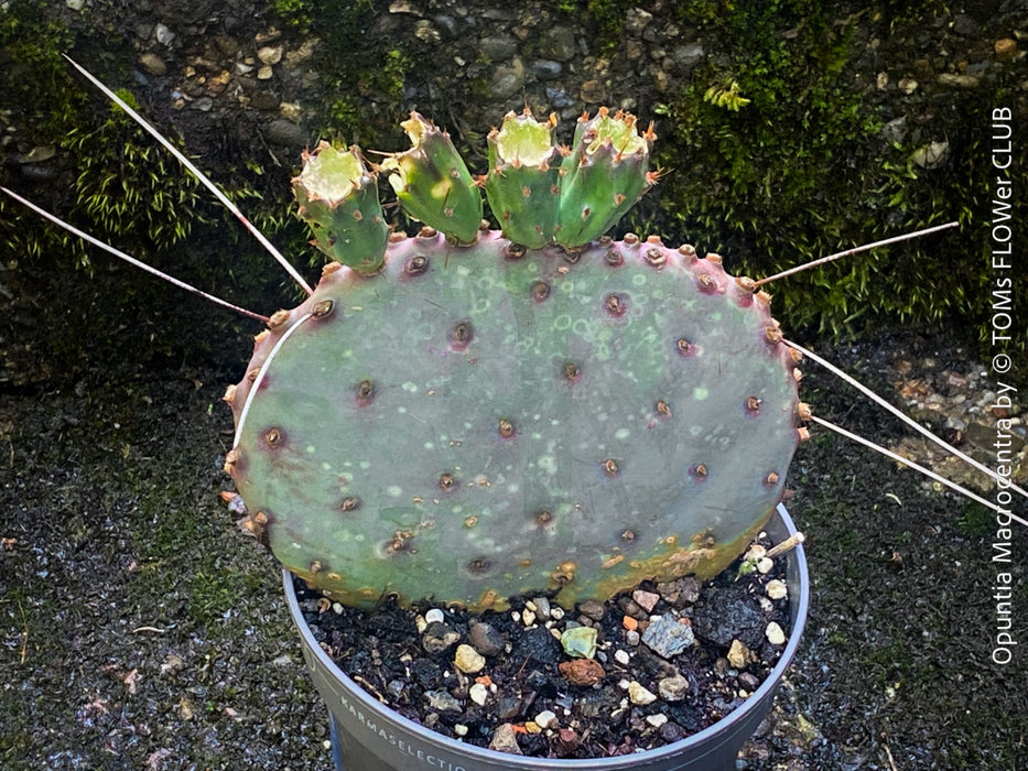 Winter hardy Opuntia Macrocentra, Black-Spined Prickly Pear, Purple Prickly Pear, organically grown succulent plants for sale at TOMs FLOWer CLUB.