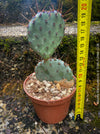 Winter hardy Opuntia Macrocentra, Black-Spined Prickly Pear, Purple Prickly Pear, organically grown succulent plants for sale at TOMs FLOWer CLUB.