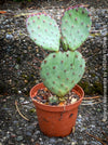 Winter hardy Opuntia Macrocentra, Black-Spined Prickly Pear, Purple Prickly Pear, organically grown succulent plants for sale at TOMs FLOWer CLUB.