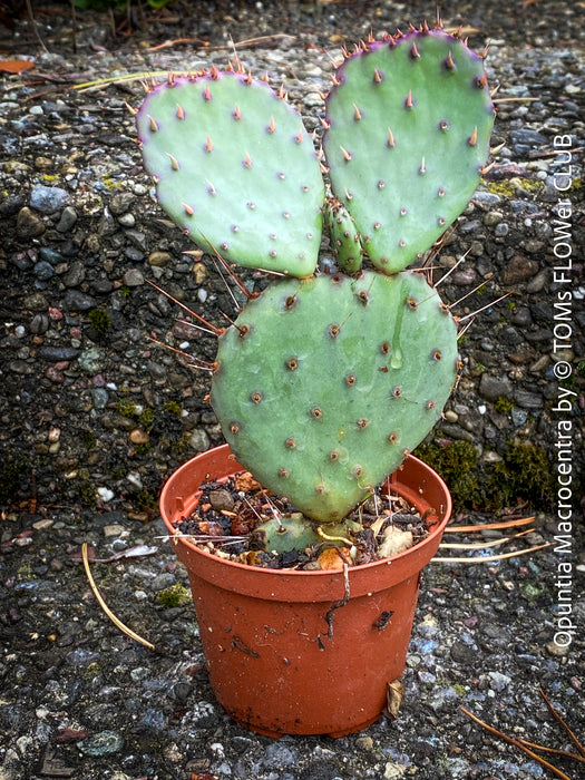 Winter hardy Opuntia Macrocentra, Black-Spined Prickly Pear, Purple Prickly Pear, organically grown succulent plants for sale at TOMs FLOWer CLUB.