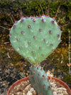 Winter hardy Opuntia Macrocentra, Black-Spined Prickly Pear, Purple Prickly Pear, organically grown succulent plants for sale at TOMs FLOWer CLUB.