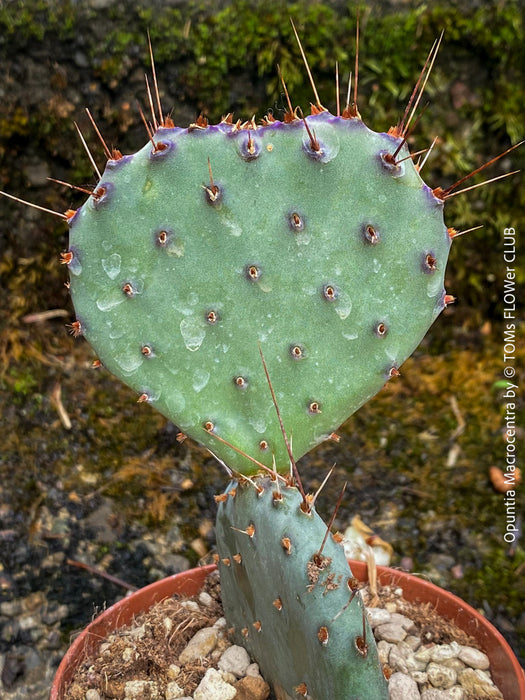 Winter hardy Opuntia Macrocentra, Black-Spined Prickly Pear, Purple Prickly Pear, organically grown succulent plants for sale at TOMs FLOWer CLUB.