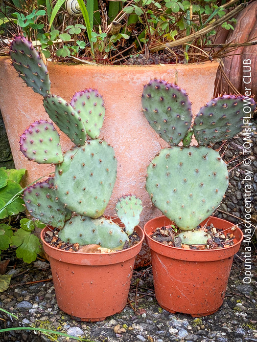 Winter hardy Opuntia Macrocentra, Black-Spined Prickly Pear, Purple Prickly Pear, organically grown succulent plants for sale at TOMs FLOWer CLUB.
