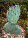 Winter hardy Opuntia Macrocentra, Black-Spined Prickly Pear, Purple Prickly Pear, organically grown succulent plants for sale at TOMs FLOWer CLUB.