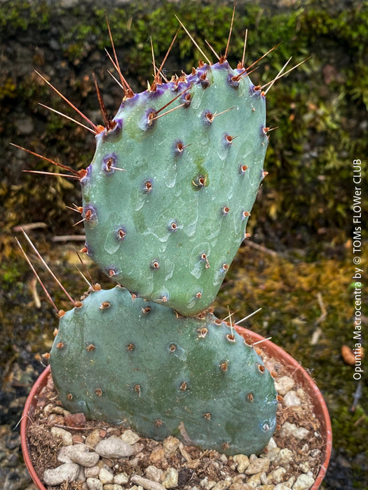 Winter hardy Opuntia Macrocentra, Black-Spined Prickly Pear, Purple Prickly Pear, organically grown succulent plants for sale at TOMs FLOWer CLUB.