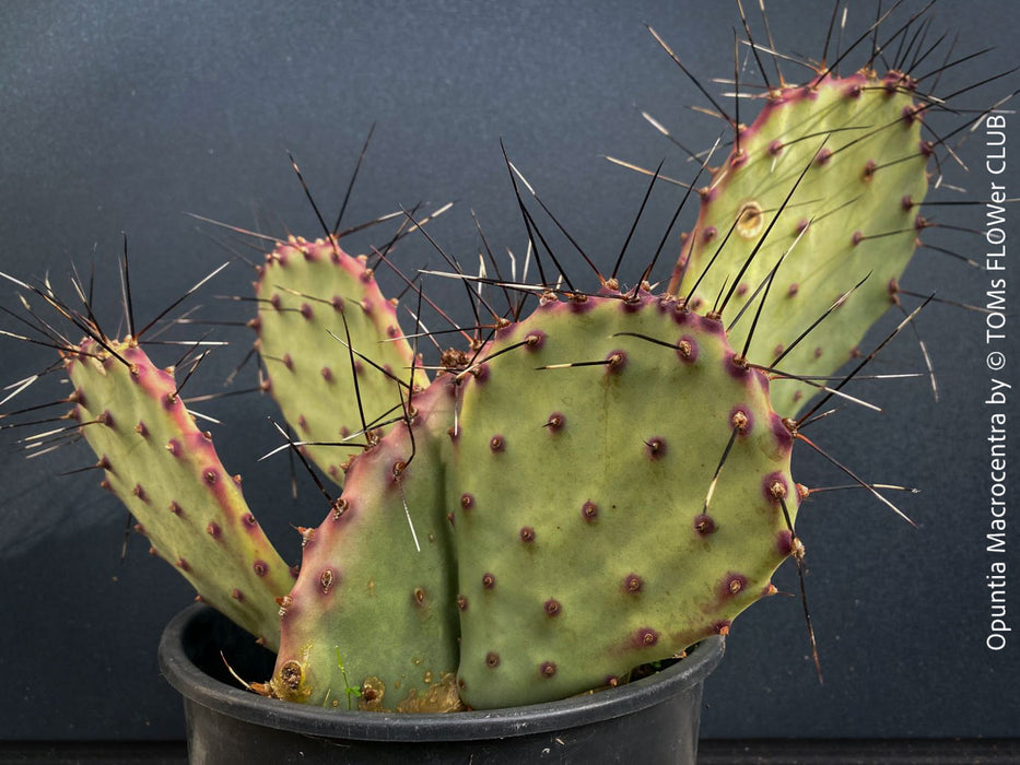 Winter hardy Opuntia Macrocentra, Black-Spined Prickly Pear, Purple Prickly Pear, organically grown succulent plants for sale at TOMs FLOWer CLUB.