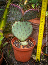 Winter hardy Opuntia Macrocentra, Black-Spined Prickly Pear, Purple Prickly Pear, organically grown succulent plants for sale at TOMs FLOWer CLUB.