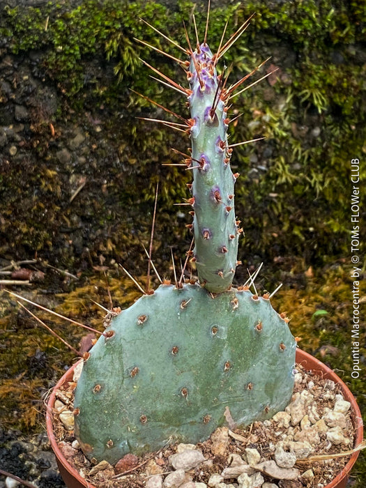 Winter hardy Opuntia Macrocentra, Black-Spined Prickly Pear, Purple Prickly Pear, organically grown succulent plants for sale at TOMs FLOWer CLUB.