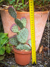 Winter hardy Opuntia Macrocentra, Black-Spined Prickly Pear, Purple Prickly Pear, organically grown succulent plants for sale at TOMs FLOWer CLUB.