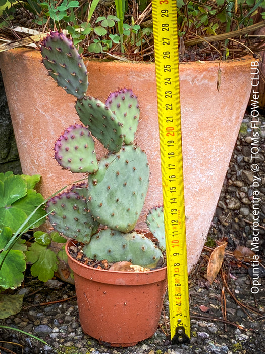Winter hardy Opuntia Macrocentra, Black-Spined Prickly Pear, Purple Prickly Pear, organically grown succulent plants for sale at TOMs FLOWer CLUB.