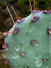 Winter hardy Opuntia Macrocentra, Black-Spined Prickly Pear, Purple Prickly Pear, organically grown succulent plants for sale at TOMs FLOWer CLUB.