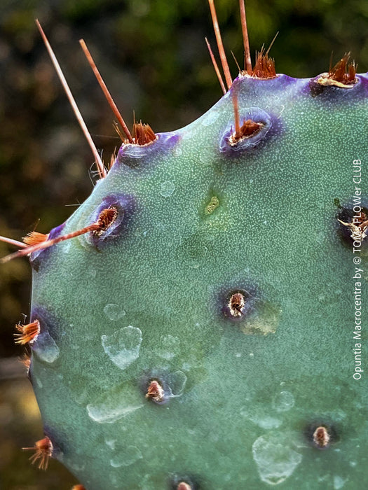 Winter hardy Opuntia Macrocentra, Black-Spined Prickly Pear, Purple Prickly Pear, organically grown succulent plants for sale at TOMs FLOWer CLUB.