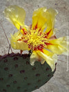 Winter hardy Opuntia Macrocentra, Black-Spined Prickly Pear, Purple Prickly Pear, organically grown succulent plants for sale at TOMs FLOWer CLUB.