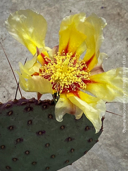 Winter hardy Opuntia Macrocentra, Black-Spined Prickly Pear, Purple Prickly Pear, organically grown succulent plants for sale at TOMs FLOWer CLUB.