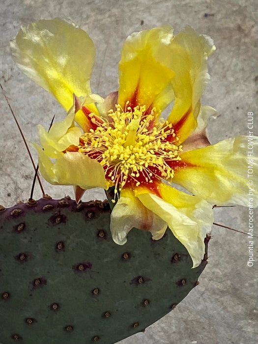 Winter hardy Opuntia Macrocentra, Black-Spined Prickly Pear, Purple Prickly Pear, organically grown succulent plants for sale at TOMs FLOWer CLUB.