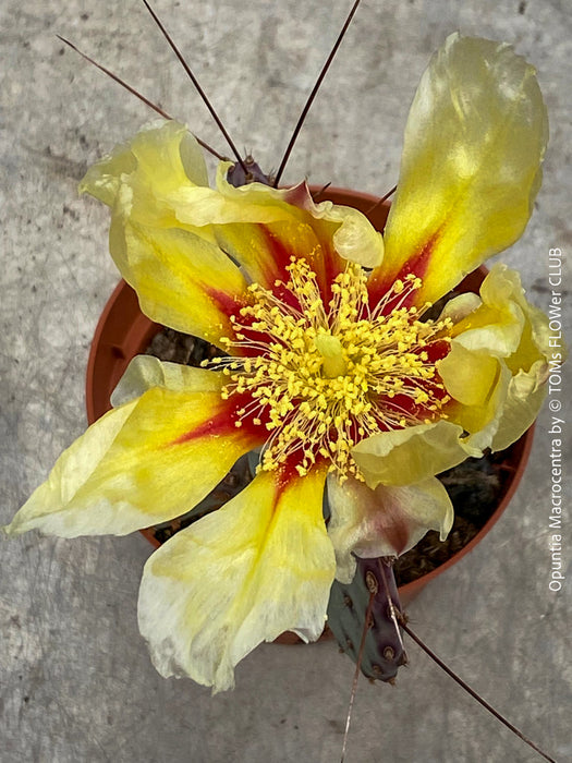 Winter hardy Opuntia Macrocentra, Black-Spined Prickly Pear, Purple Prickly Pear, organically grown succulent plants for sale at TOMs FLOWer CLUB.