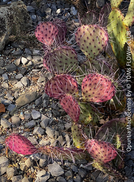 Winter hardy Opuntia Macrocentra, Black-Spined Prickly Pear, Purple Prickly Pear, organically grown succulent plants for sale at TOMs FLOWer CLUB.