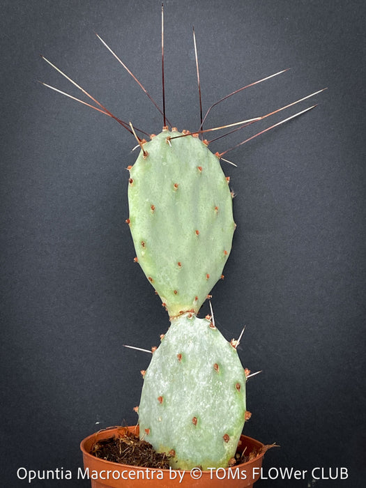 Opuntia Macrocentra