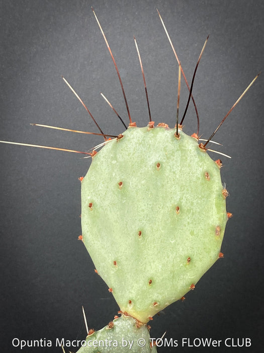 Opuntia Macrocentra