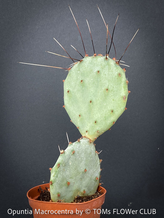 Opuntia Macrocentra