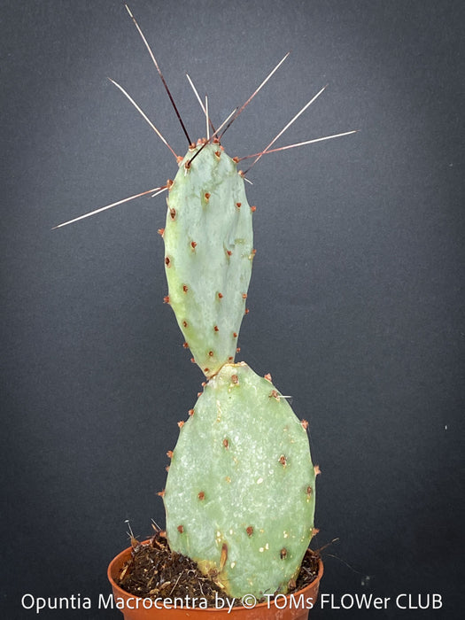 Opuntia Macrocentra