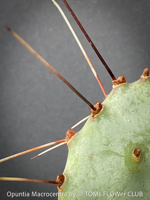 Opuntia Macrocentra