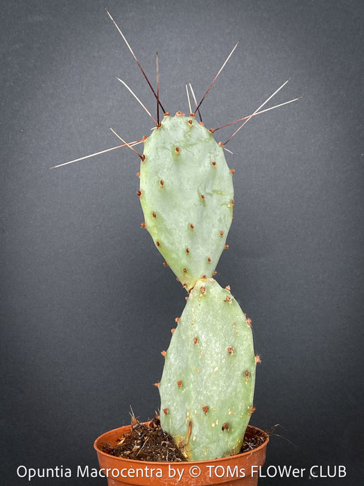 Opuntia Macrocentra